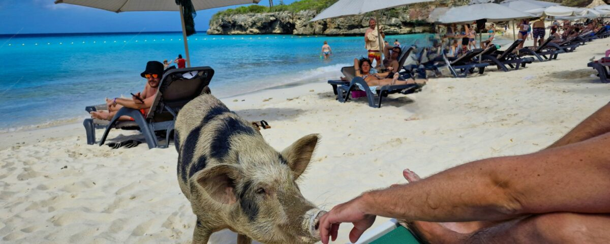Grote Knip